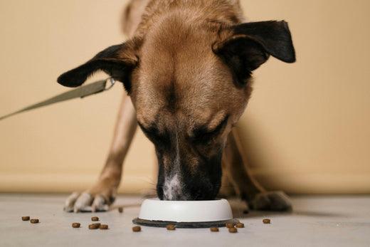 De verschillen tussen puppy-, volwassen- en senior hondenbrokken