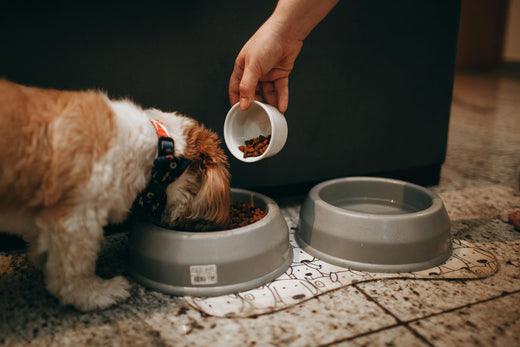 Nieuw hond of pup? Zo kies je het juiste hondenvoer voor jouw hond!