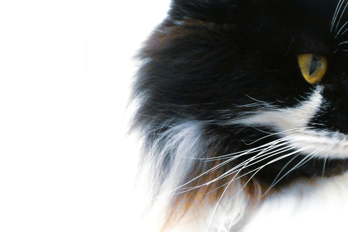 white and black long fur cat