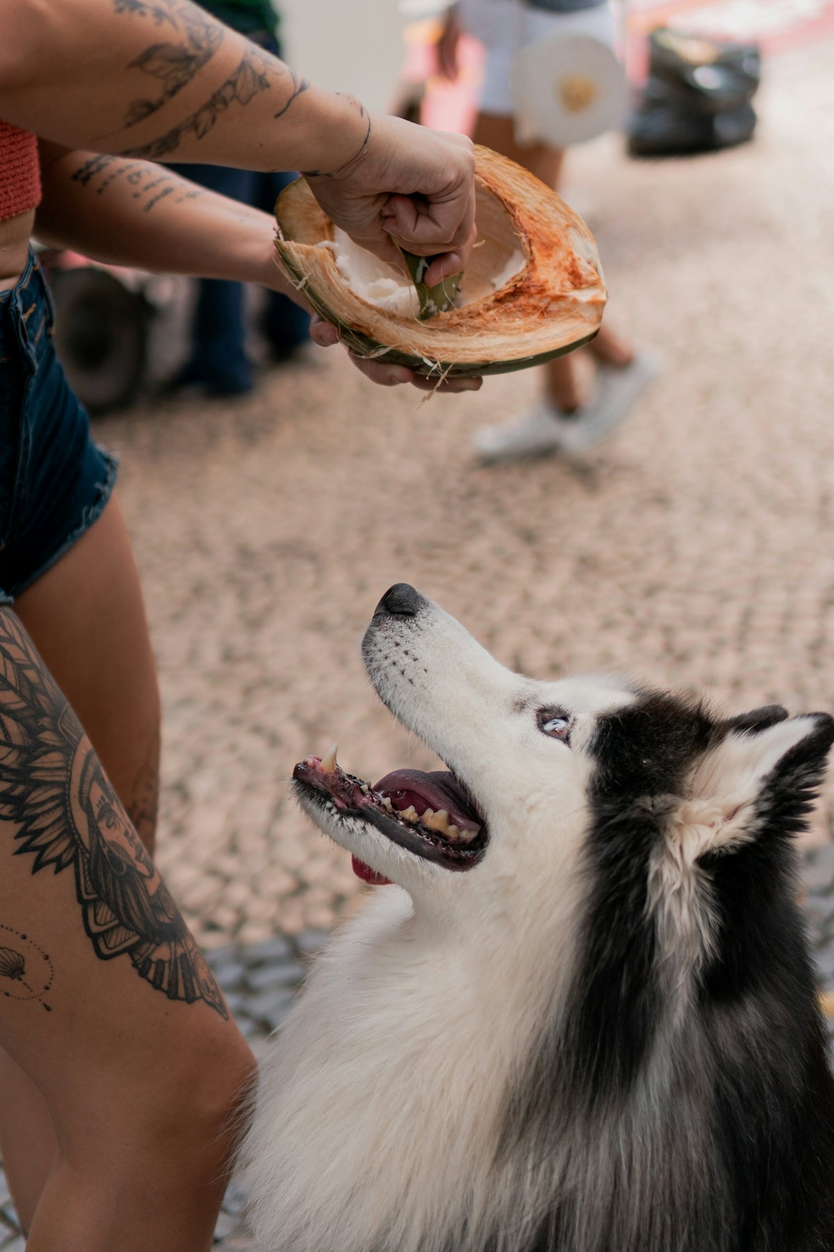 a person feeding a dog a piece of pizza