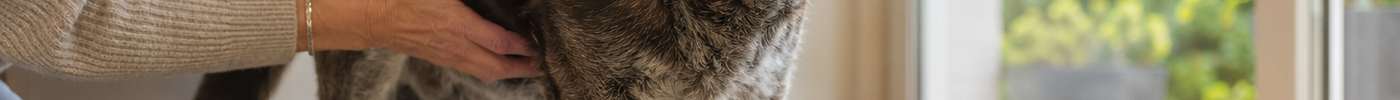 Oudere hond krijgt ondersteuning bij het opstaan uit zijn hondenmand