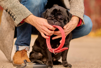 Halsbanden - Fidello