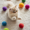 Katten balletjes