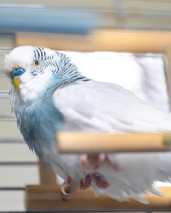 Spiegels voor vogels