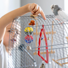 Vogelkooien & volieres