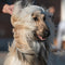 Zalmolie voor honden