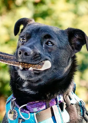 4DOGS Gryzak z poroża XXL easy