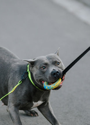 Dingo Zabawka dla psa - Szarpak Ringo z rączką bungee 10cm