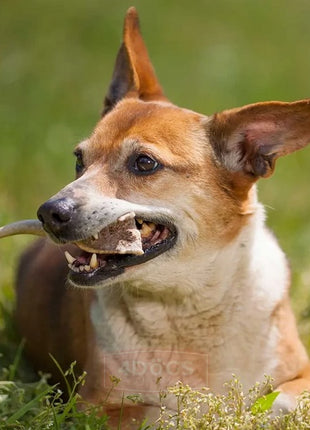 4DOGS Gryzak z poroża XL hard