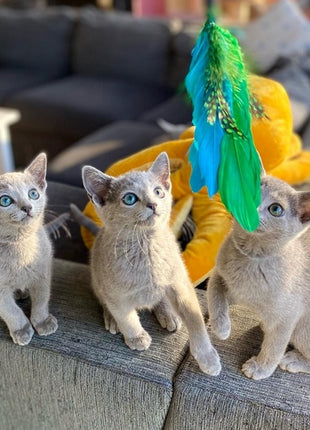 Dingo Zabawka dla kota - Wędka Charming z trzema wymiennymi zabawkami