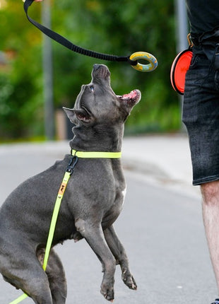Dingo Zabawka dla psa - Szarpak Ringo z rączką bungee 10cm