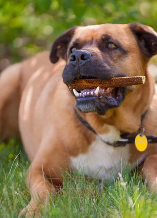 4DOGS Gryzak z poroża S easy