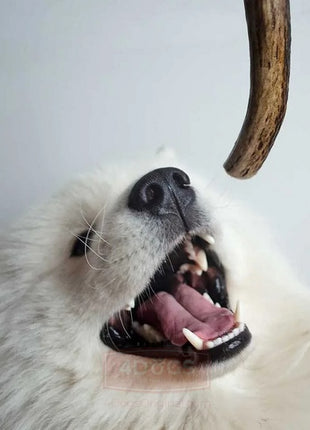 4DOGS Gryzak z poroża S hard