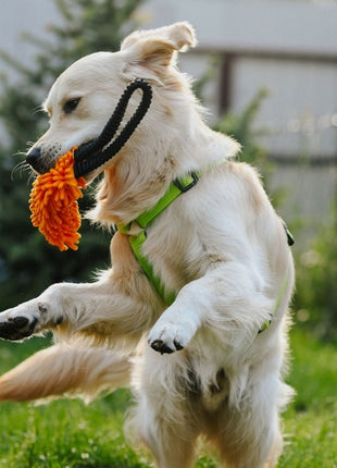 Dingo Zabawka dla psa - Szarpak Mop z rączką bungee pomarańczowy