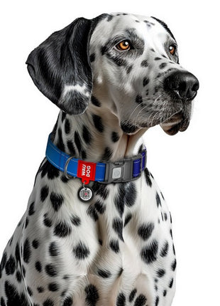 Collar WauDog Nylon Mono Obroża nylonowa odblaskowa z QR-paszportem, plastikowy fastex, L 25mm/33-49cm niebieska
