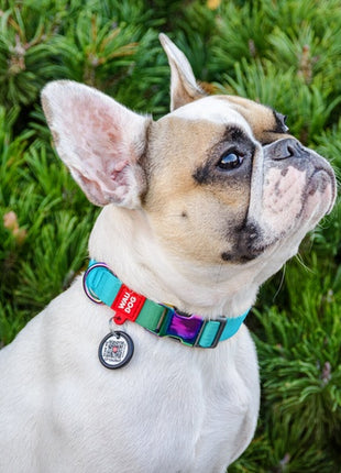 Collar WauDog Recycled Obroża nylonowa z QR-paszportem, gradient S 15mm x 25-35cm niebieski