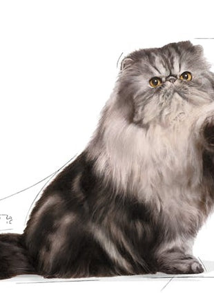 Royal Canin Persian Adult karma mokra w pasztecie dla kotów dorosłych rasy perskiej saszetka 85g