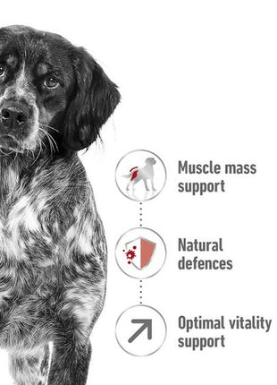 Royal Canin Medium Adult 7+ karma sucha dla psów dorosłych, ras średnich 15kg