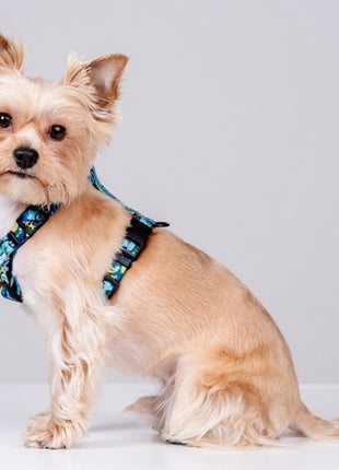 CHABA Szelki Guard Story III L 2,5cm Carnival