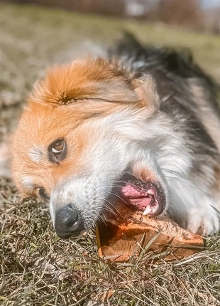 4DOGS Gryzak z korzenia drzewa wrzosowego S