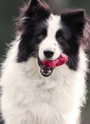 PetDreamHouse Zabawka gumowa Geo-Astro Rolly czerwona