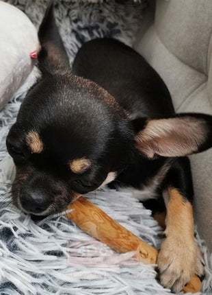 4DOGS Gryzak z drzewa kawowego S