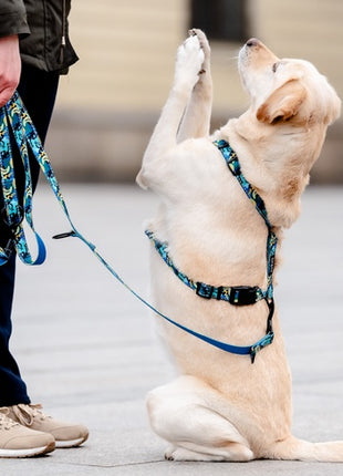 CHABA Smycz regulowana Story III L 25mm/260cm Carnival