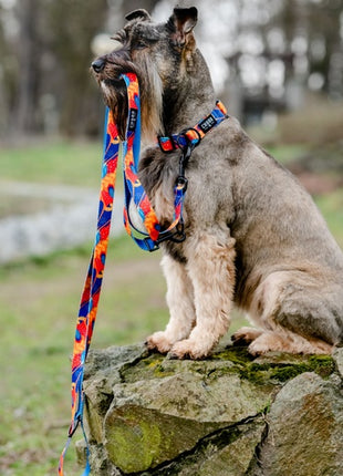 CHABA Smycz regulowana Story III L 25mm/260cm Aussie