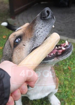 4DOGS Gryzak z drzewa kawowego M