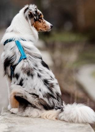 CHABA Szelki Guard Comfort Classic XL morskie