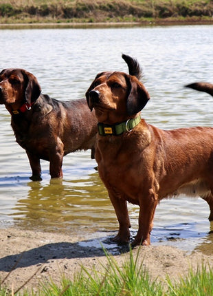 Dingo Obroża Scandi 3,0cm/60cm szara