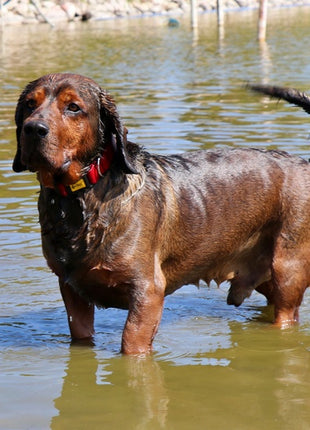 Dingo Obroża Scandi 4,0cm/75cm czerwona