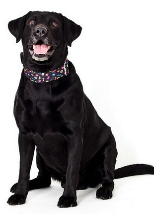 Dingo Obroża regulowana America Alabama 3,0cm/60cm