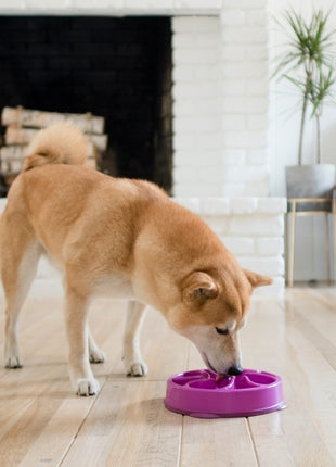 Outward Hound Fun Feeder Mini Miska spowalniająca fioletowa [51005]