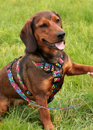 Dingo Szelki dwupaskowe Guard City - Graffiti rozmiar L