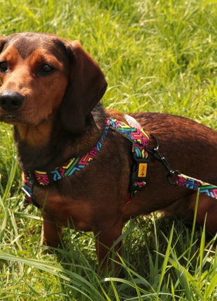 Dingo Szelki dwupaskowe Guard City - Graffiti rozmiar M