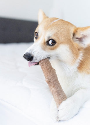 Petstages DogWood medium patyk PS218