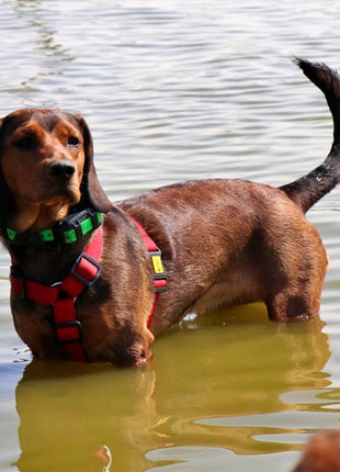 Dingo Szelki Guard dwupaskowe Scandi 3cm rozmiar L szare