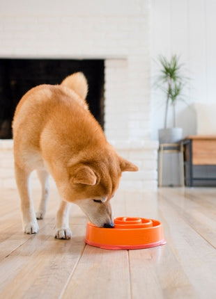 Outward Hound Fun Feeder Mini Miska spowalniająca pomarańczowa [51004]