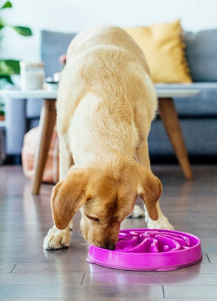 Outward Hound Fun Feeder Miska spowalniająca fioletowa [51003]