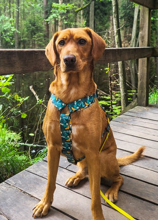 Dingo Szelki dwupaskowe Guard City - Monstera rozmiar M