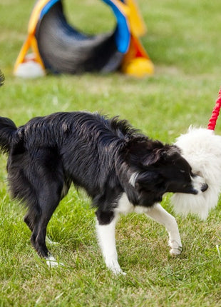 Dingo Zabawka dla psa - Szarpak Naturalne futro owcze bungee różowy