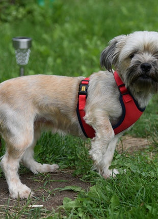 Dingo Szelki bezuciskowe z dwupaskową regulacją L czerwone