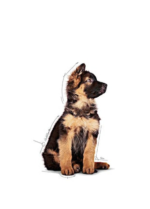 Royal Canin Maxi Puppy karma mokra w sosie dla szczeniąt, od 2 do 15 miesiąca życia, ras dużych saszetka 140g