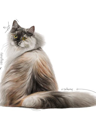 Royal Canin Hair & Skin Care w sosie  karma mokra dla kotów dorosłych, zdrowa skóra, piękna sierść saszetka 85g