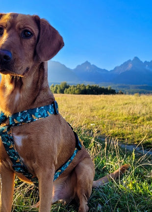 Dingo Szelki dwupaskowe Guard City - Monstera rozmiar M