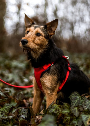 Dingo Szelki bezuciskowe z dwupaskową regulacją L czerwone