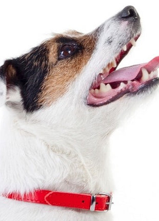 Dingo Obroża skórzana podszyta filcem 1,0x24cm czerwona