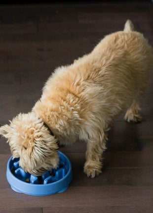 Outward Hound Fun Feeder Mini Miska spowalniająca niebieska [67830]